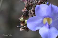 Thunbergia laurifolia